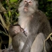 monkey_macaque_balinese_mf_ubud_v_0766_bal0779.jpg